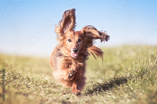 Hund Dackel rennt und springt über eine Wiese und die Ohren fliegen