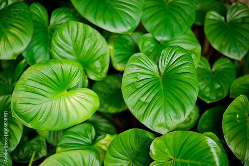 Green leaves natural background wallpaper 