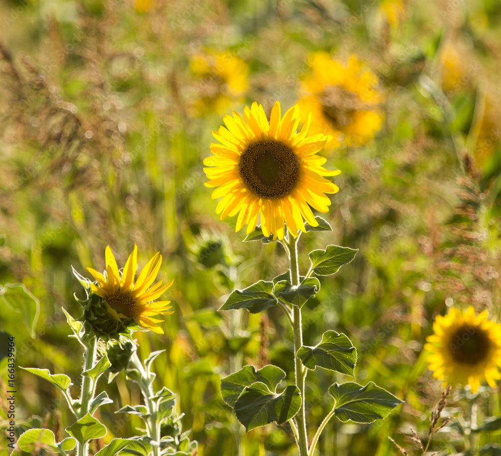 Obraz premium Sunflower flowers grow on nature
