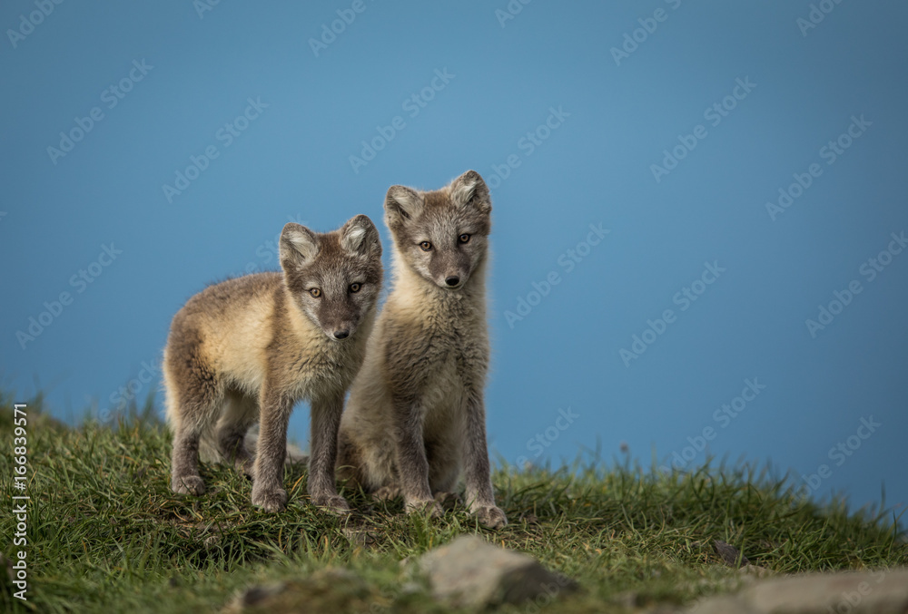 Arctic fox two cubs standing on grass with blue sky above, Svalbard Arctic fox two cubs standing on grass with blue sky above, Svalbard