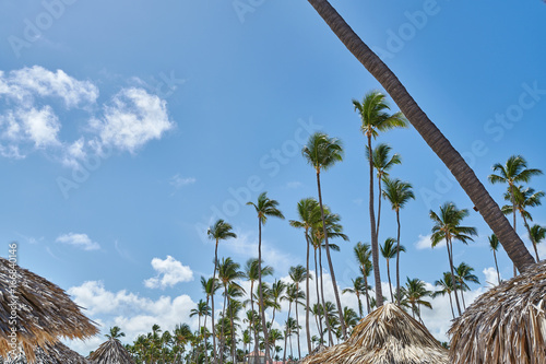 Tall vertical coconut palm trees projected on blue sky on tropic