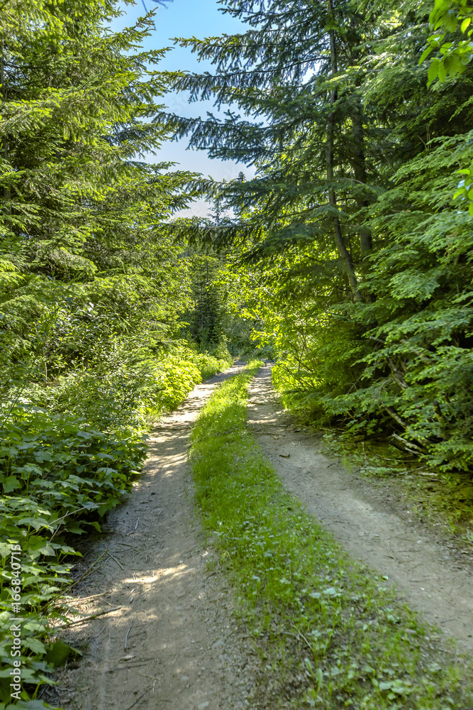 A hiking and off road path meanders along a mountain meadow on a sunny day A hiking and off road path meanders along a mountain meadow on a sunny day