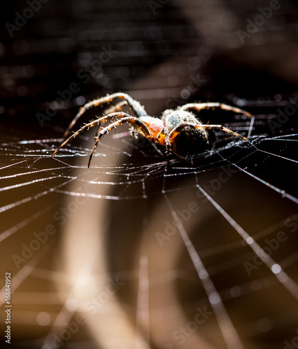 The spider sits on a web on the hunt © schankz