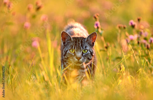 Cat in meadow, back lit by golden evening summer light