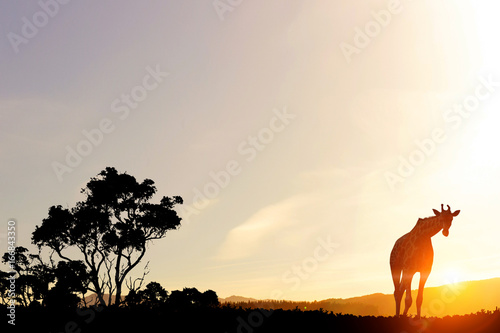 Fototapeta Naklejka Na Ścianę i Meble -  Safari sunset landscape