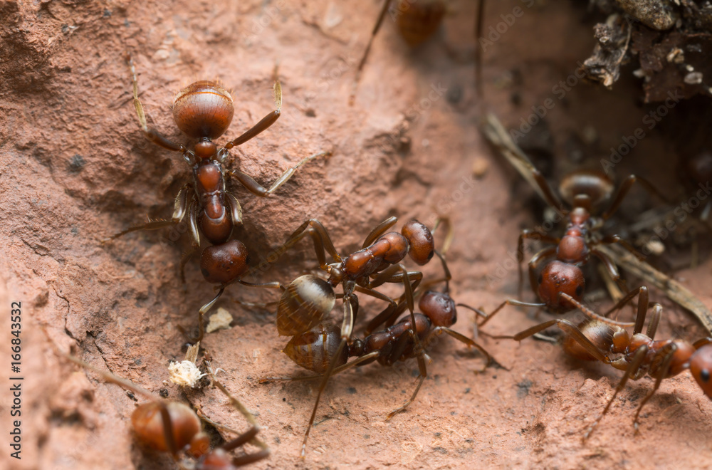 Slave-making ants, Polyergus rufescens on rock