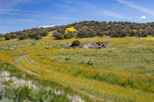 Dirt road through California desert superbloom wildflowers in spring photo