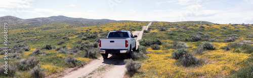 Driving truck through California desert superbloom wildflowers in spring photo