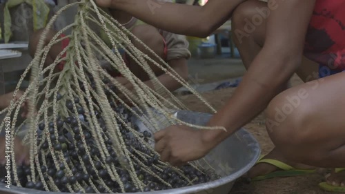 Harvesting açaí.