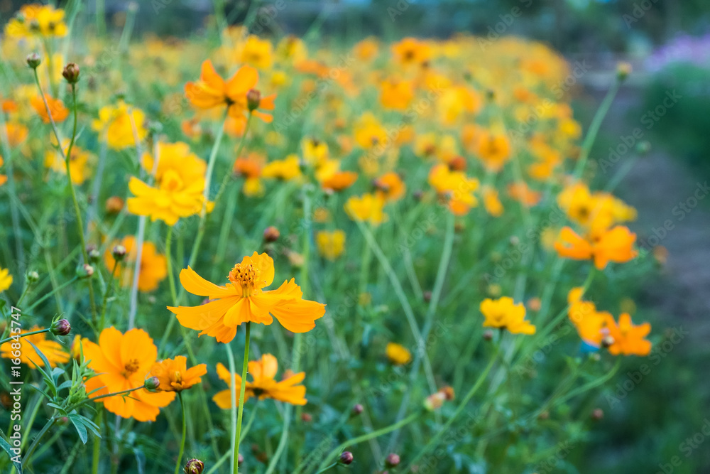 Cosmos flower (Cosmos Bipinnatus) in the garden Cosmos flower (Cosmos Bipinnatus) in the garden