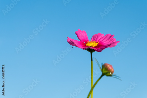 Cosmos flower (Cosmos Bipinnatus) with blue sky Background