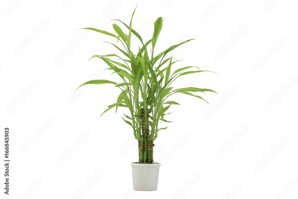 Ribbon dracaena, Lucky bamboo, Belgian evergreen, Ribbon plant on white  background with clipping path Stock Photo | Adobe Stock