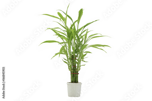 Ribbon dracaena, Lucky bamboo, Belgian evergreen, Ribbon plant on white background with clipping path