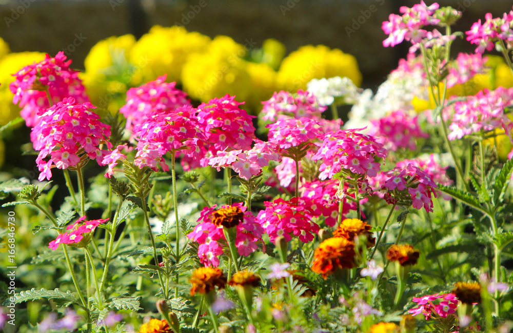 Beautiful pink flowers on a stalk. Summer bright and sunny flowerbed. Selective focus. Horizontal image.