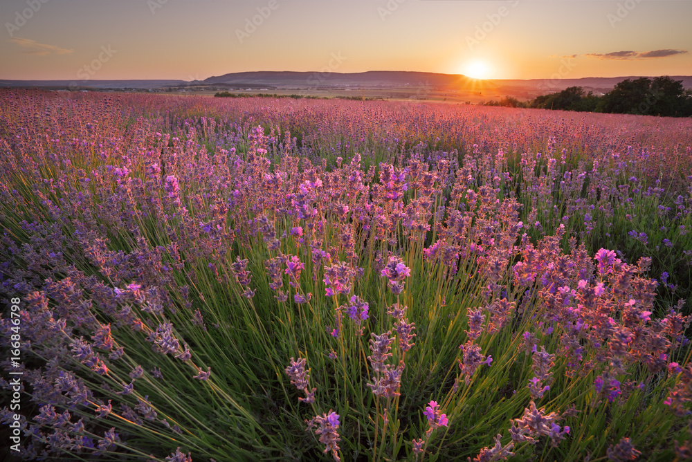 Fototapeta premium Meadow of lavender.