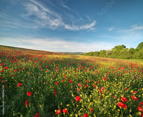 Spring flowers in meadow. © GIS