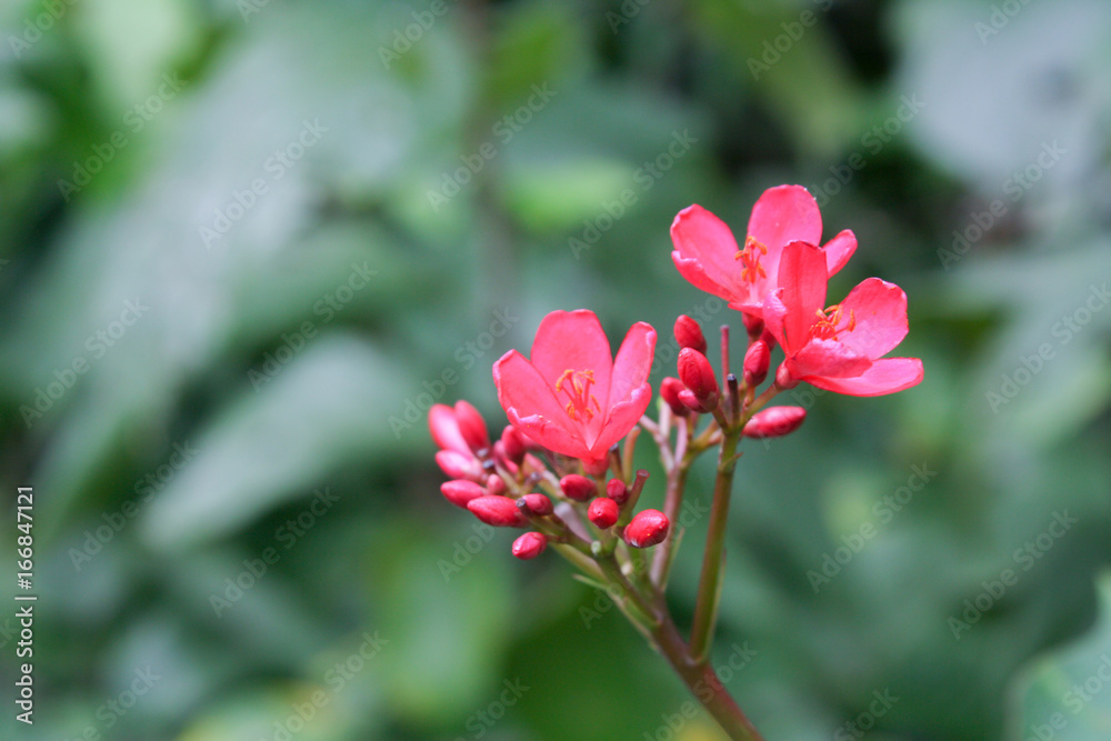 flower red in garden. flower red in garden.