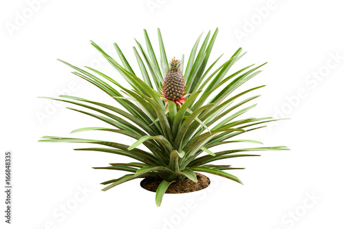 pineapple tree isolated on white background