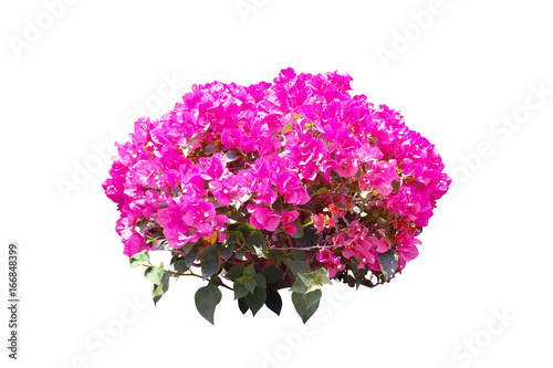 flower tree isolate white background with clipping path