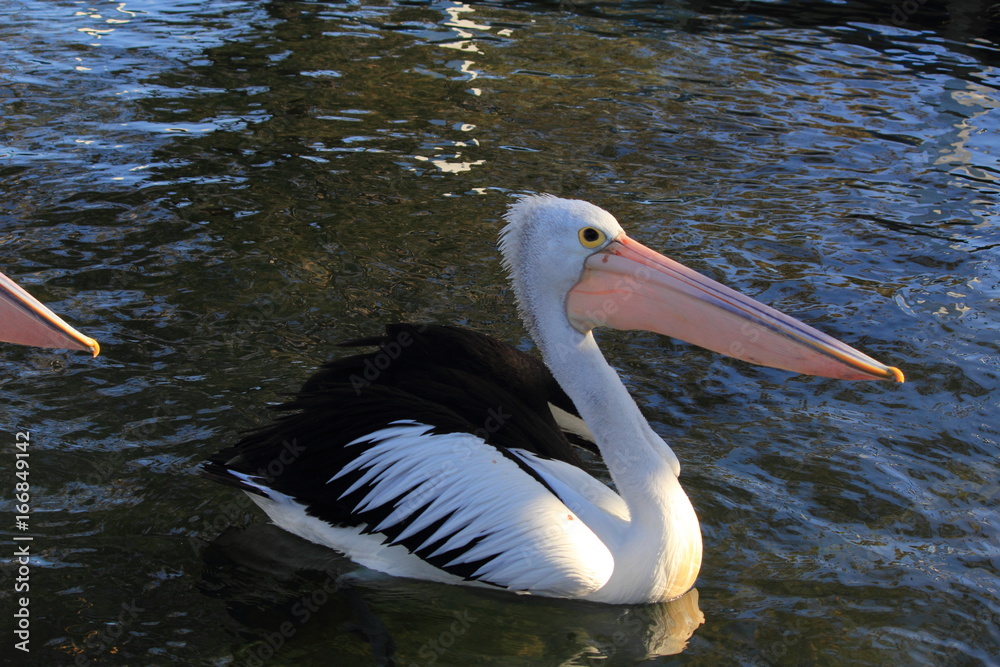 pelicans at Lake Entrance, Australia