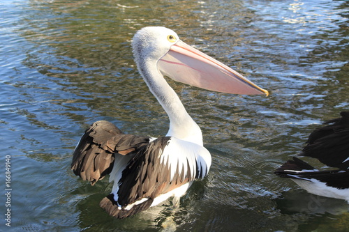 pelicans at Lake Entrance, Australia