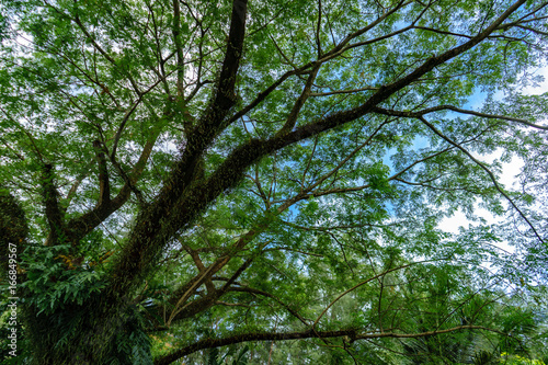 Big Tree on Sky background