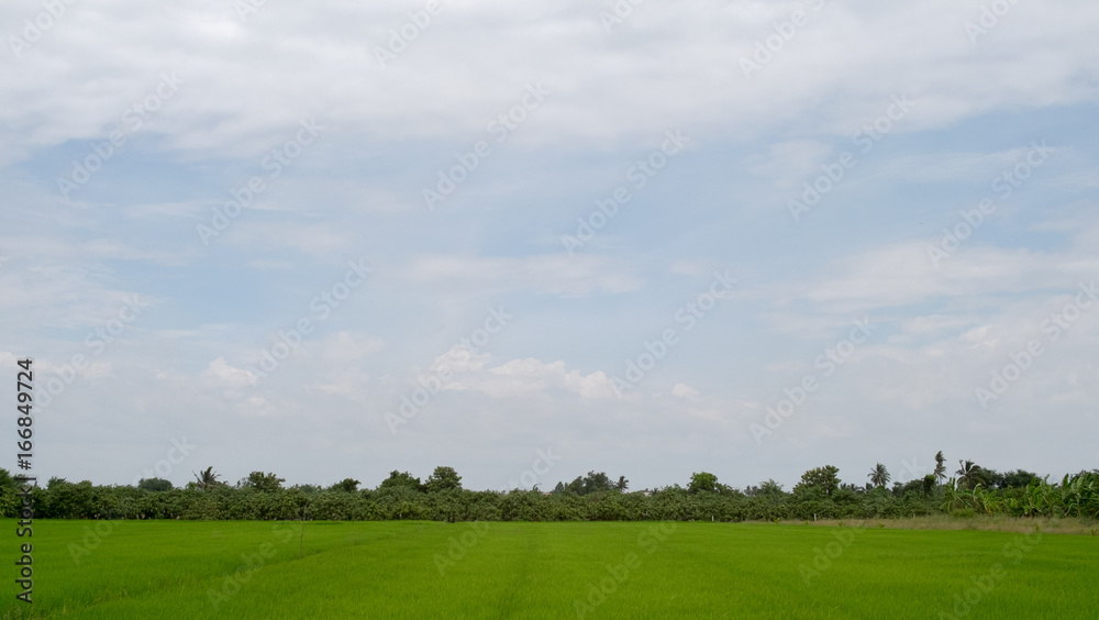 Green rice field in rural province with sky background Green rice field in rural province with sky background