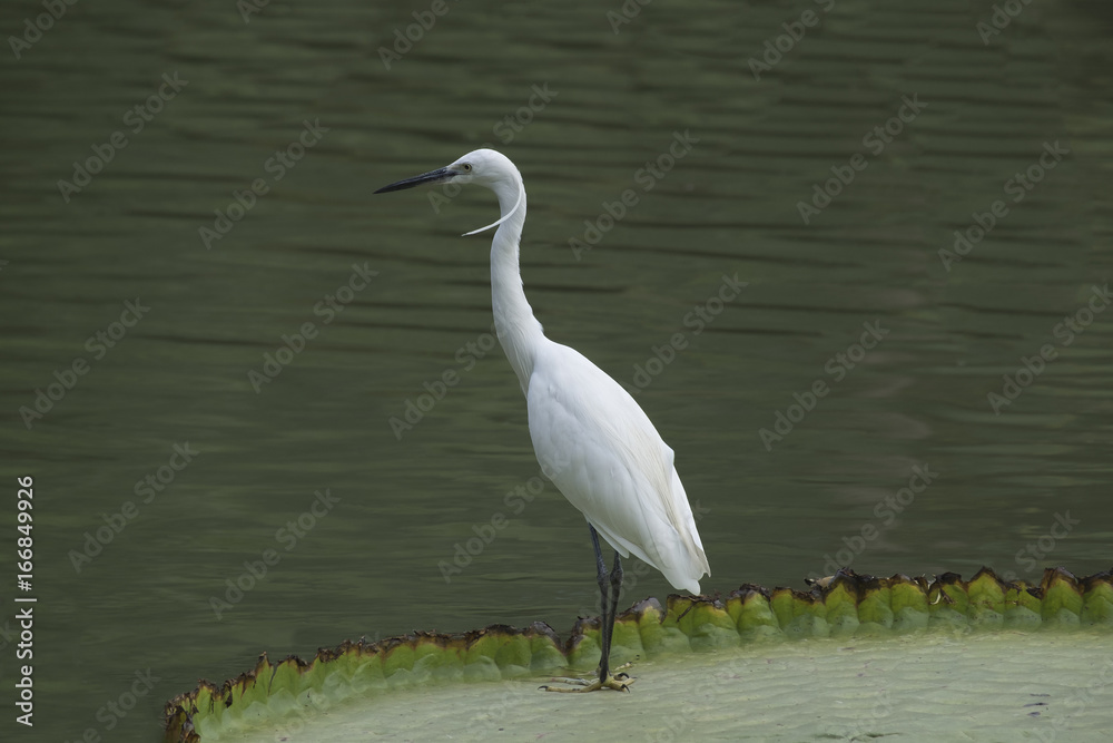 Egret is hunting on the Victoria waterlily leaf. Egret is hunting on the Victoria waterlily leaf.