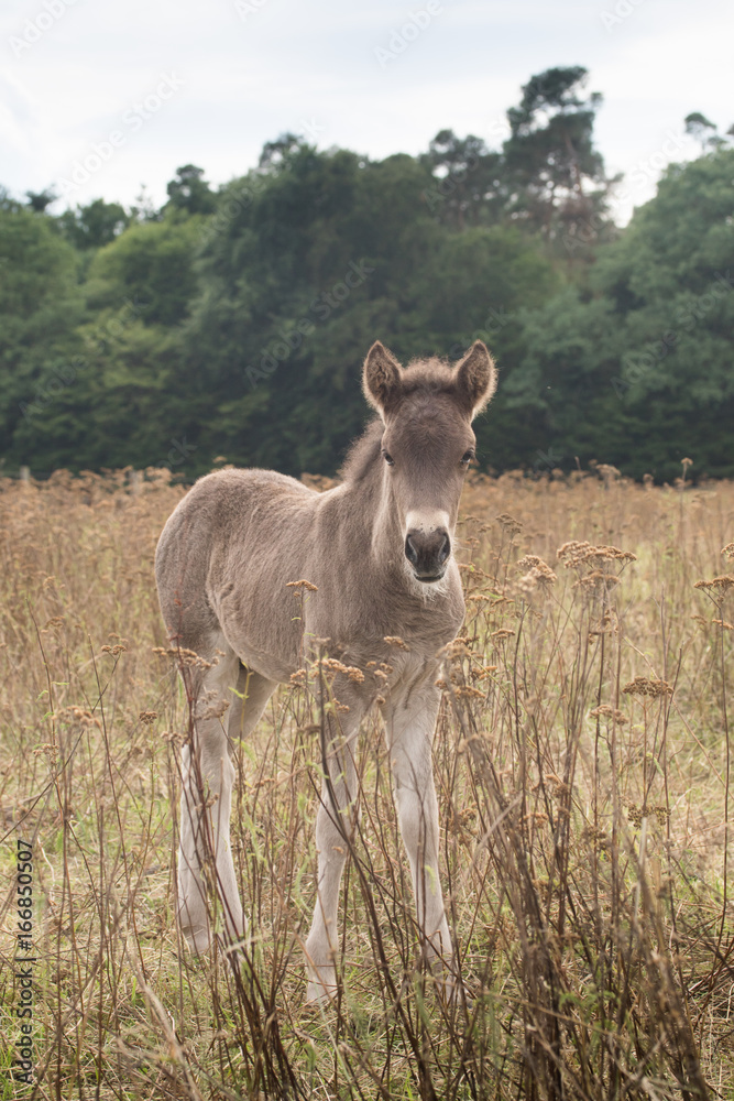 Fototapeta premium Islandfohlen