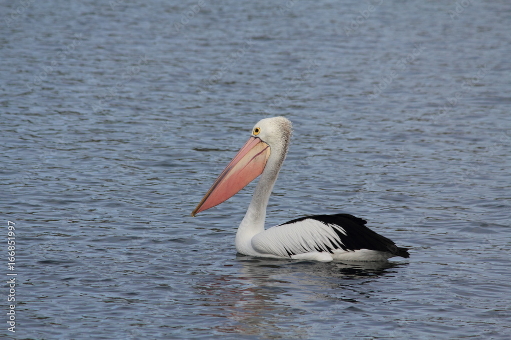 pelican at Lake Entrance, Australia pelican at Lake Entrance, Australia