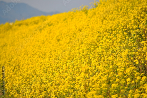 荒川土手