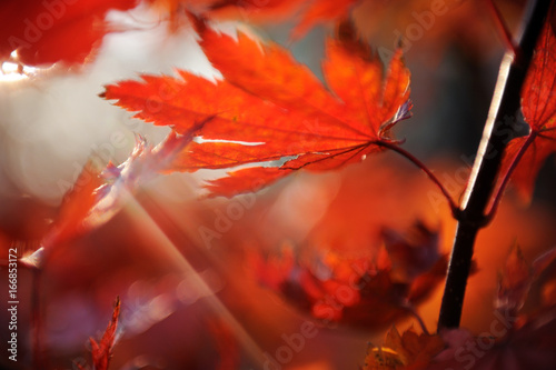 Red leaves of a maple photo
