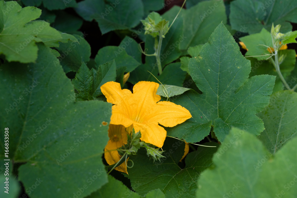 Obraz premium Kürbisblüten