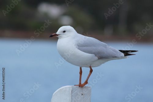 seagulls