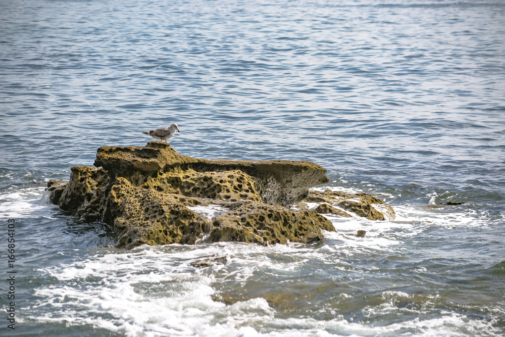 Sea Birds on a Rock with Waves Sea Birds on a Rock with Waves