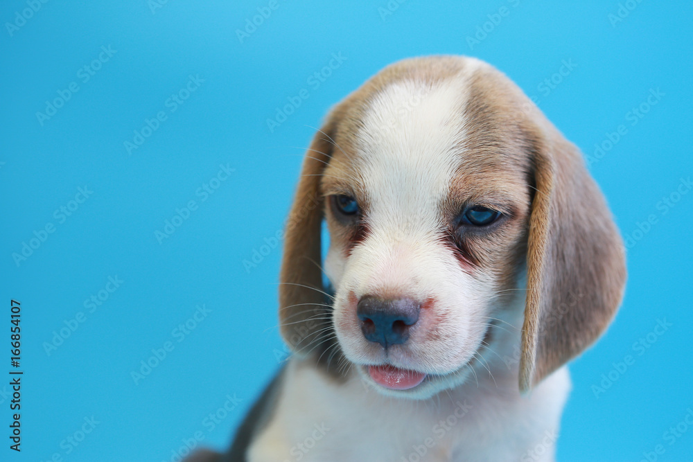 2 months beagle puppy sit down and looking camera on blue screen 
