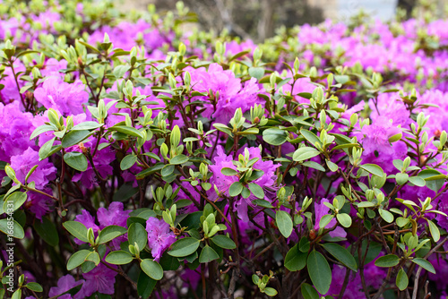 Background of a plant Rhododendron mucronulatum
