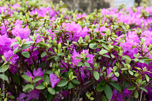 Tableau sur toile Background of a plant Rhododendron mucronulatum