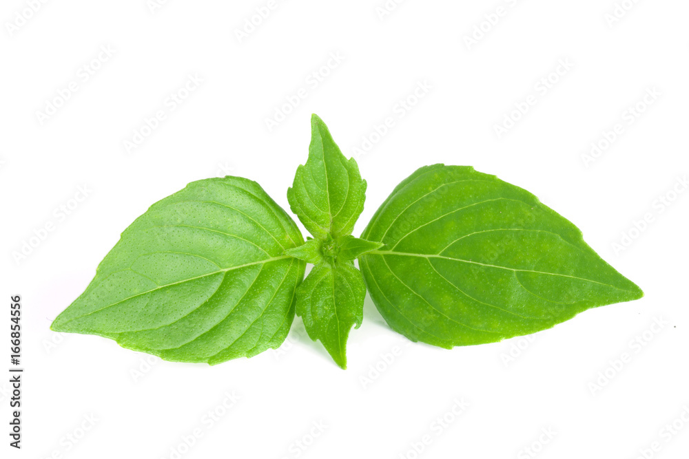 basil herb leaves isolated on white background closeup