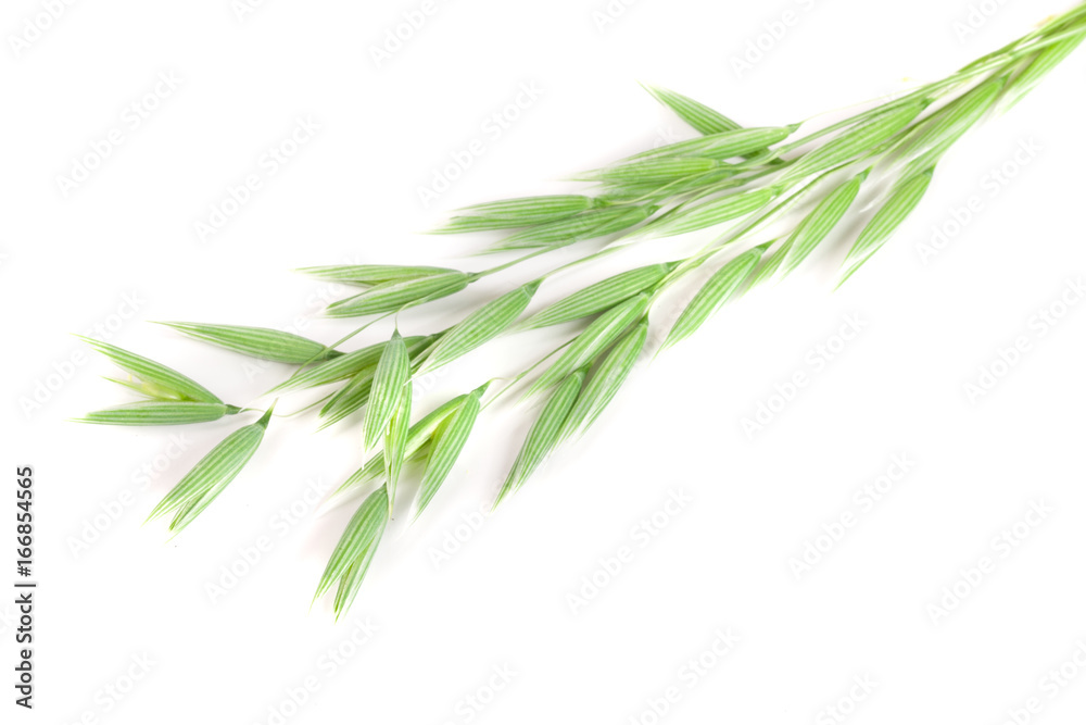 Obraz premium unripe oat spike isolated on white background