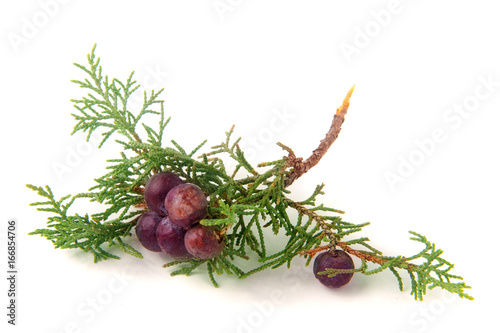 Green juniper branch with berries isolated on white background photo