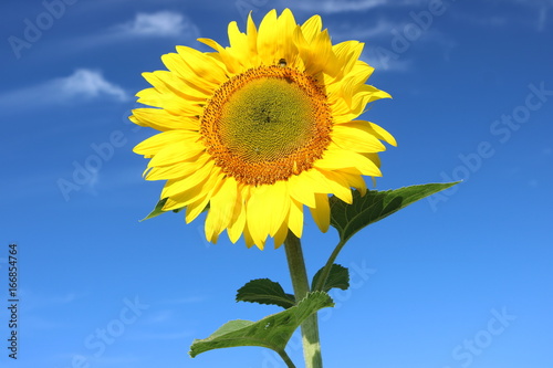 Sonnenblume und Blauer Himmel