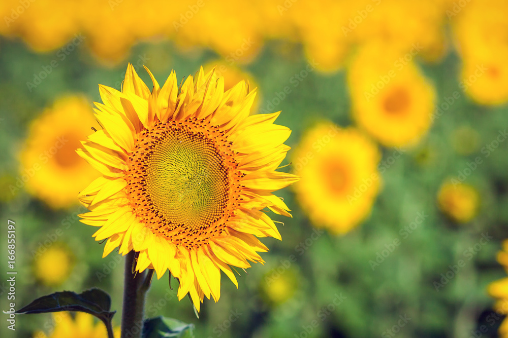 A bright yellow sunflower stands in a field of sunflowers, a field of sunflowers in a summer sunny day, a blurred background of sunflowers A bright yellow sunflower stands in a field of sunflowers, a field of sunflowers in a summer sunny day, a blurred background of sunflowers