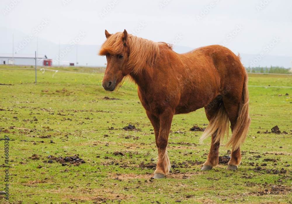 Icelandic horses standing in a field,Iceland. Icelandic horses standing in a field,Iceland.