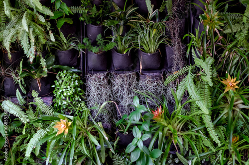 Plant wall