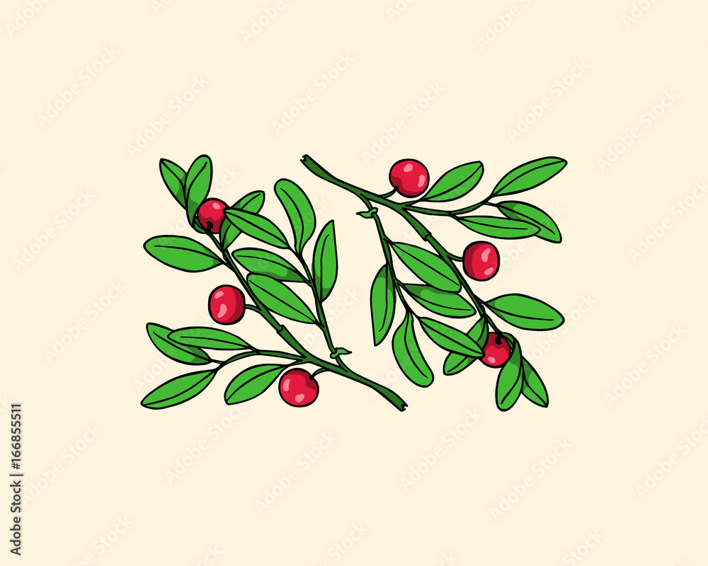 Hand drawn cranberry twig Hand drawn cranberry twig