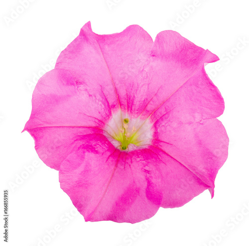 pink flower of petunia isolated on white background photo