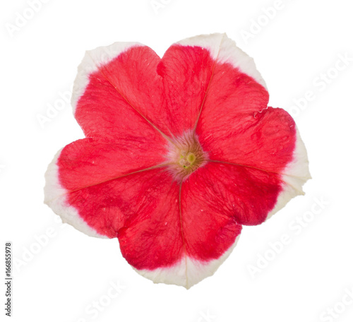 Red-white flower of petunia isolated on white background