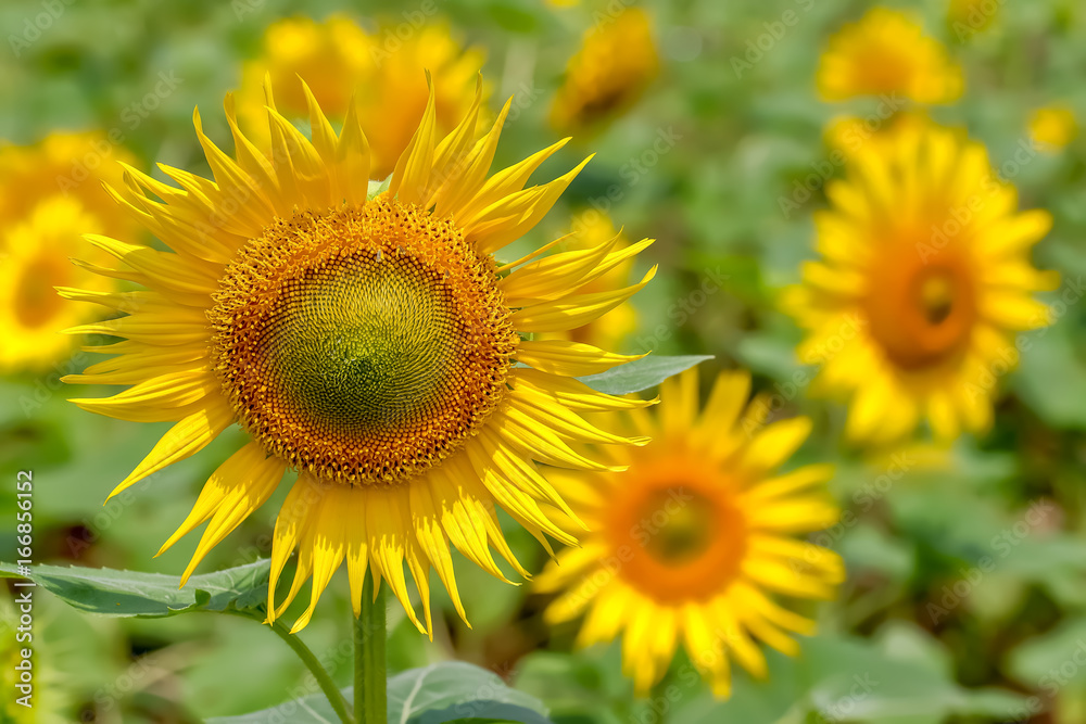 ヒマワリの花 ヒマワリの花