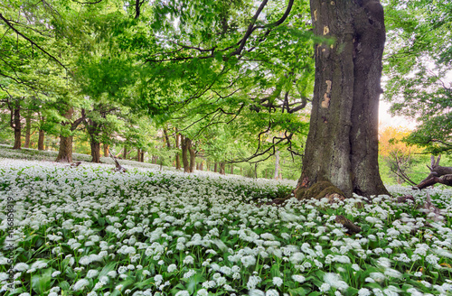Forest landscape with floor covered by a blanket of green wild garlic with white blossoms